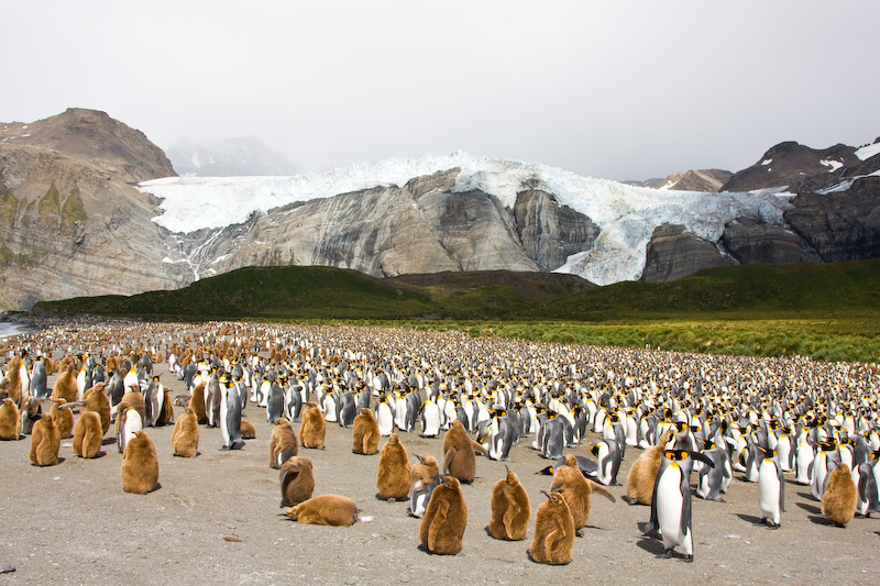 King Penguin Colony